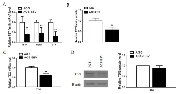 AGS 세포주에서 TET family, TDG의 mRNA level 및 protein level  *; p<0.05, **; p<0.01)