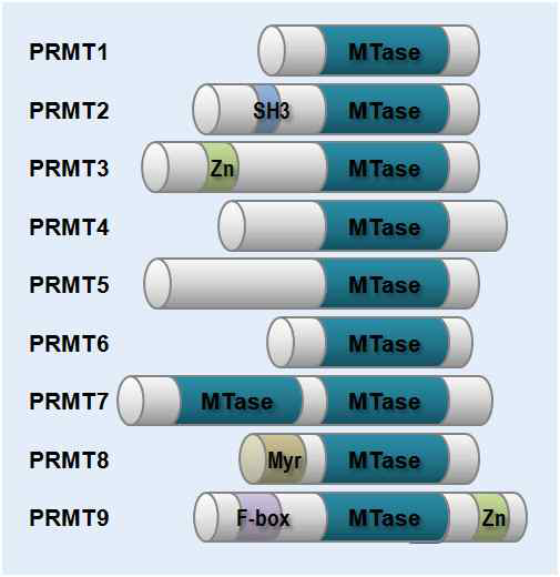 아르기닌 메틸화 효소 (PRMT)의 종류