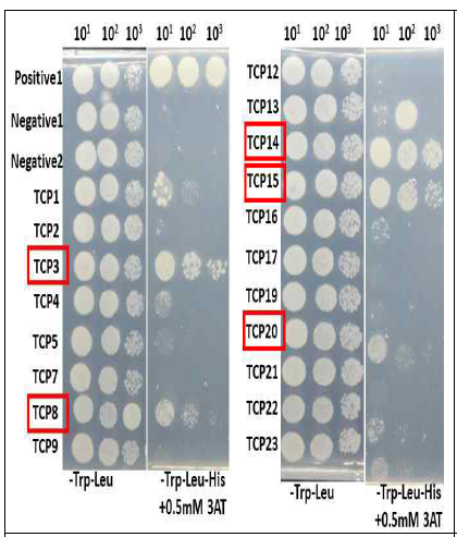 애기장대 19개의 TCP 전사조절인자와 AvrPphB 사이의 yeast two hybrid 실험을 통해 AvrPphB와 TCP3, TCP8,TCP14, TCP15의 상호작용을 발견