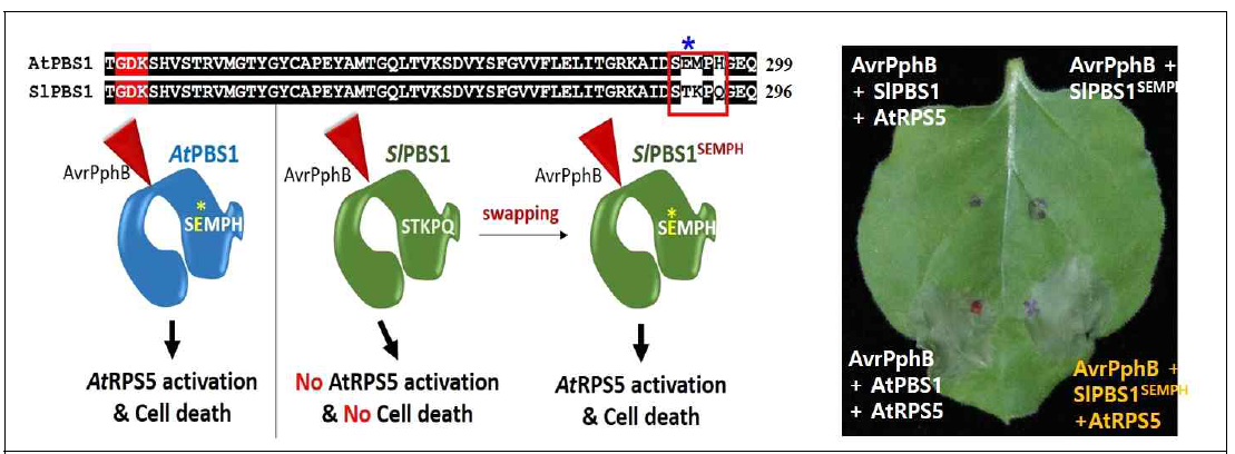 AtRPS5과 SlPBS1의 Interaction 탐색. SlPBS1과 AtPBS1의 서열은 매우 유사하나 AtPBS1의 ‘SEMPH’가 ‘STKPQ’로 치환되어있음 SlPBS1의 ‘STKPQ’를 ‘SEMPH’로 치환한 SlPBS1SEMPH를 제작한 후 SlPBS1SEMPH를 AtRPS5, AvrPphB와 함께 담배에 발현시키면 세포사멸 반응이 유도됨
