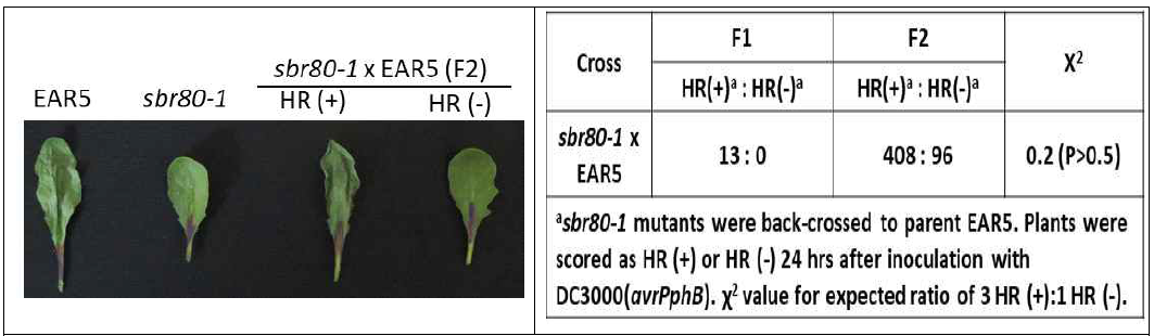 sbr80-1은 열성 돌연변이 (recessive mutation). sbr80-1을 부모인 EAR5에 교배시킨 후 F1과 F2 식물에 DC3000 (avrPphB)을 접종. F2 식물의 세포사멸(+) : 세포사멸(-) 비율이 3:1로 분리가 되며 Chi-square 값은 0.2임