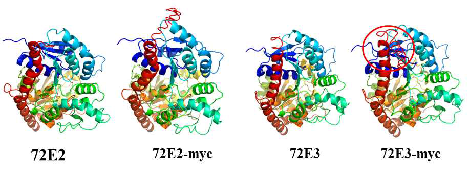 3D structure predictions for UGT72E2, UGT72E2-myc, UGT72E3 and UGT72E3-myc proteins