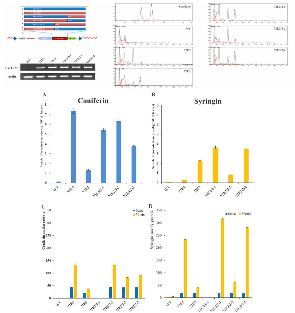 HPLC analysis of monolignol glucosides in leaves of transgenic plants overexpressing various UGT genes