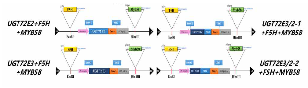 Structures of UGT72E2, UGT72E3 and UGT72E3/2 transformants