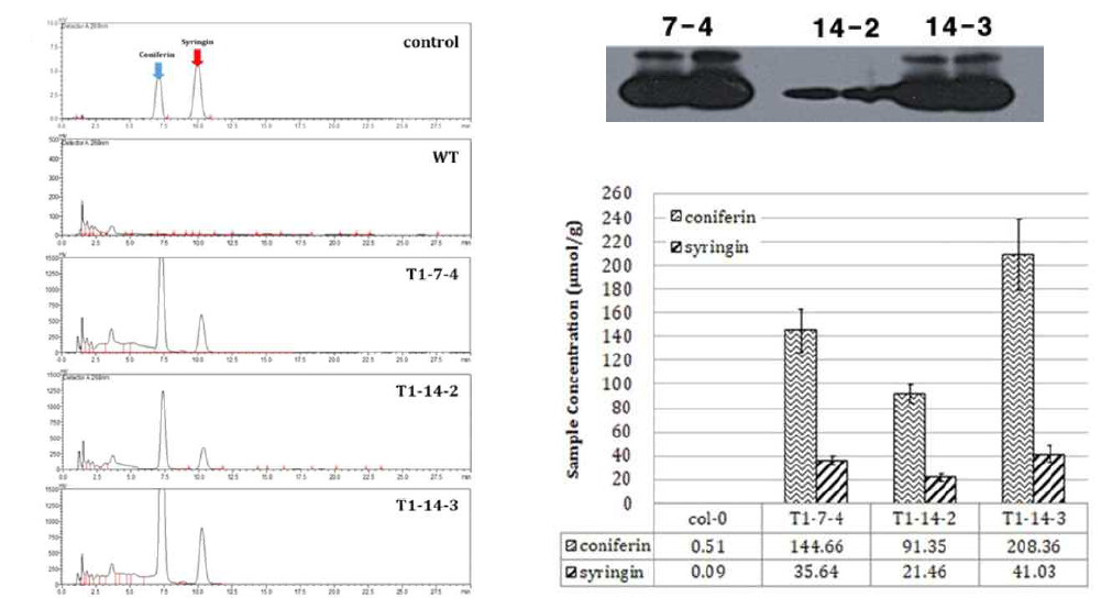 HPCL analysis of monolignol glucosides in leaves of transgenic plants overexpressing various F5H+UGT3/2-1-myc+MYB58 Homo lines