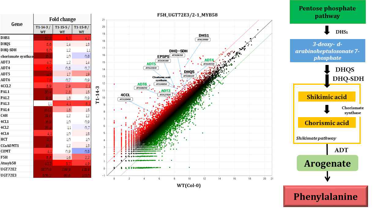 mRNA-seq analysis of UGT72E3/2-1 -myc homo lines