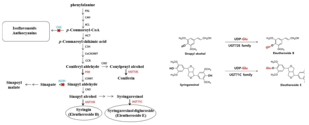 페닐프로파노이드 합성 경로 조절 및 엘레우테로사이드 B와 E 합성 효소