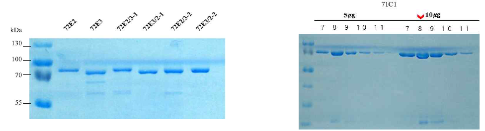 E. coli에서 발현된 UGT72E군과 UGT71C1 단백질들의 순수 분리