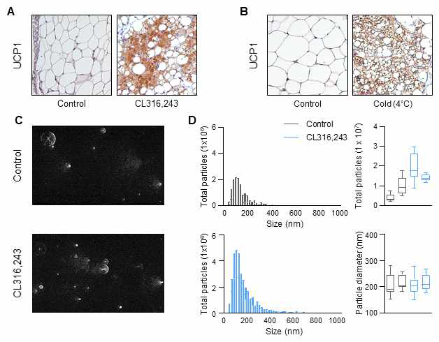 CL316,243 투여로 지방세포의 갈색화를 유도한 마우스에서 순환하는 엑소좀 분리 후 양상 변화 확인; CL316,243을 3일간 복강투여한 모델 (A)과 48시간 저온 노출한 모델 (B)에서 지방세포의 변화를 확인함. 마우스 피하지방에서 열발생의 주요 매개체로 알려진 UCP1의 발현이 관찰됨. (C) CL316,243 투여 마우스의 혈액에서 엑소좀을 분리하고 NTA를 통해 엑소좀의 분포 및 수량을 측정하였을 때, CL316,243 투여군에서 엑소좀의 발현이 증가하는 것이 확인되었으며 엑소좀 particle의 크기에는 영향을 주지 않았음 (D)