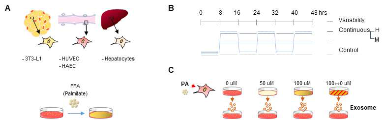 Palmitate 노출에 의한 대사 이상 조건 모식도; (A) 대사과정에 관여하는 다양한 조직의 세포주 및 일차배양세포 배양 조건을 확립함. 지방세포주 (3T3-L1), 혈관내피세포 (HUVEC; human umbilical vein endothelial cells, HAEC; human aortic endothelial cells) 및 마우스 Hepatocyte를 분리하고 분화시킴. Free fatty acid 중 세포 독성을 유도하는 포화지방산으로 보고된 palmitic acid (PA)를 분화된 세포들에 각각 처리한 후 변화를 확인함. (B) 체내 지질대사 조절에 장애가 있는 모델을 구현하기 위하여 48시간 동안 1) Control (0 uM PA), 2) Continuous Middle, 3) Continuous High, 4) 8시간 간격으로 농도 변화를 준 Variability High (High PA-0 uM PA) 조건에 세포들을 노출함. (C) 엑소좀에 의한 세포간 cross-talk을 확인하고자 (B)의 조건에서 분비된 엑소좀을 분리한 후 무독성 조건의 세포주에 처리하여 엑소좀에 의한 기능 변화를 관찰함
