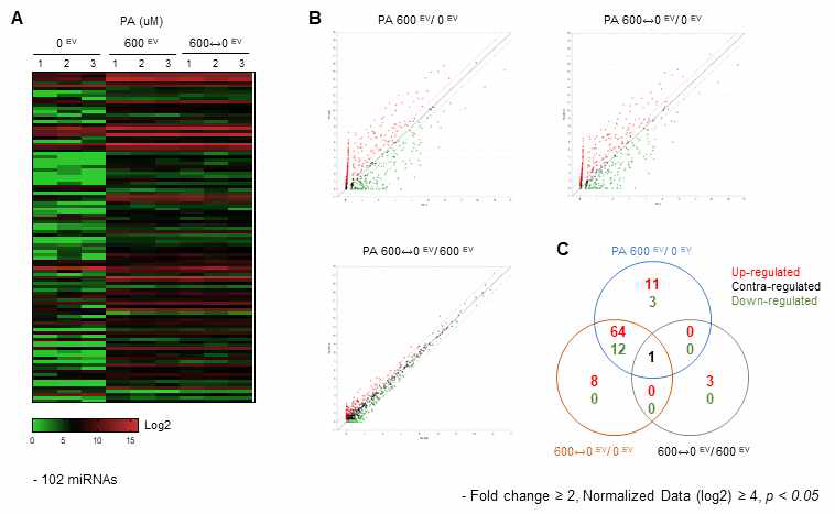 간세포 유래 엑소좀에 탑재된 cargo profiling을 위한 small RNA sequencing 시행; PA로 유도한 비알콜성 지방간 환경에서 발현하는 엑소좀의 특성을 확인하기 위하여 small RNA sequencing (NEBNext Multiplex Small RNA Library Prep Kit, ebiogen)을 시행하고 miRNA 발현 양상을 확인함. (A) 1976개의 miRNA 중 통계적으로 유의한 발현을 나타내는 102개의 miRNA에 대한 heatmap을 확인함. 1) 정상조건, 2) 고농도 PA 노출 조건, 3) 지질변동 조건에 노출된 각각의 세포주 유래 엑소좀에서 mRNA를 분리하고 miRNA의 발현 양상을 확인하였을 때, 고농도 PA와 지질변동 조건의 miRNA의 양상이 서로 유사함을 확인 하였음. (B) 같은 조건에서 Scattered plot으로 나타낸 miRNA 발현 양상 분석에서도 고농도 PA와 지질변동 조건 그룹간 발현의 유사성을 나타내었음. (C) 그룹간 차등 발현 유전자의 venn diagram. (A), (B)의 분석결과와 동일하게 고농도 PA 조건과 지질변동 조건 그룹간 엑소좀 발현의 유사성을 확인하였음