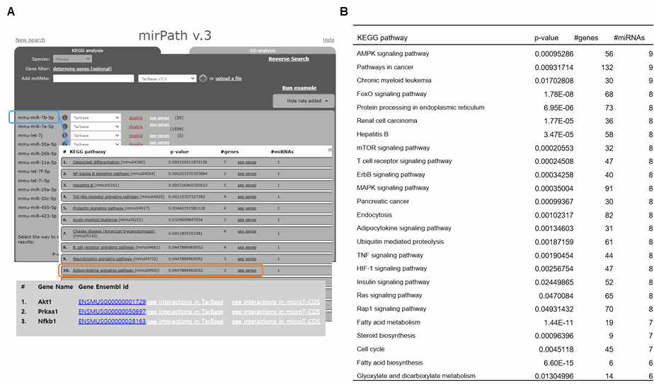 Pathway analysis를 이용한 miRNA 타겟 후보물질 발굴 및 관련 기전 탐색; (A) 고농도 PA에 의해 변화한 12개의 miRNA에 대하여 DIANA TOOLS (mirPath v.3)를 이용하여 분석을 수행함. 이 중 mmu-miR-7b-5p의 경우, cytokine 생성/세포 생존과 연관된 중요 인자인 NF-kappa B signaling 및 adipocytokine signaling pathway와의 연관성이 확인되었음. 비알콜성 지방간 모델에서 유래한 엑소좀에서의 높은 발현은 본 miRNA가 연구 가설과 부합하는 유력한 후보 물질이 될 수 있음을 시사하는 결과임. 이 중 adipocytokine signaling pathway에서 miR-7b-5p의 타겟으로서 Akt1, Prkaa1, Nfkb1 등이 분석되었음. (B) KEGG (Kyoto Encyclopedia of Genes and Genomes) pathway database에 의한 기능 분석을 통해 선별된 12개의 miRNA와 연관된 기전을 확인하였음