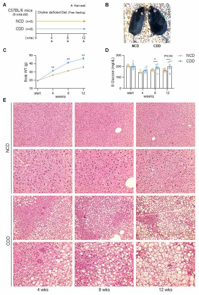 비알콜성 지방간 마우스 모델 유도; 비만 및 대사질환 마우스 모델을 구현하기 위하여 C57BL/6 마우스에 High Fat (60 kcal% fat) + Choline deficient diet 식이 (CDD)를 12주간 투여하고 4주마다 표현형의 변화를 관찰함 (A). 식이 투여 1주 후부터 유의한 체중 변화 (B-12주군, C) 및, 혈당 증가 (D) 등의 소견을 보였고, Hematoxylin & eosin 염색을 통한 간의 병리조직학적 변화를 분석하였을 때 (E), 시간에 따른 지방 축적 증가 및 간조직 소실 등이 확인되었음