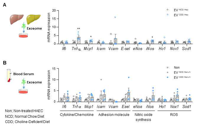 비알콜성 지방간 마우스 유래 엑소좀에 의한 혈관내피세포 변화 확인; (A) CDD 섭취 4주차 그룹의 간세포에서 분비된 엑소좀을 분리하여 무독성 혈관내피세포에 48시간 동안 처리하였을 때 Tnf-α 및 Vcam 등의 유전자가 유의하게 증가하는 것을 확인하였고 다른 표지자 역시 증가하는 양상을 나타내었음. (B) 같은 마우스 모델의 혈액에서 혈청 유래 엑소좀을 분리하여 혈관내피세포에 처리하였을 때, 간세포 유래 엑소좀 투여 조건과 유사한 표지자들의 발현 증가가 관찰되었음. 이는 비알콜성 지방간 마우스의 간세포와 혈액 유래 엑소좀에 탑재된 독성 인자가 정상 혈관내피세포의 세포 기능 저하 및 독성 조건을 유도하였음을 증명하는 결과임