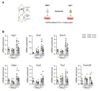 비알콜성 지방간 마우스의 지방조직 유래 엑소좀에 의한 지방세포의 갈색화 유도 확인; (A) CDD 섭취 4주차 그룹의 지방 조직에서 분비된 엑소좀을 분리하기 위하여 피하지방 및 갈색지방 조직을 획득하여 가위로 잘게 세절한 후 24시간 동안 배양하고 배양액을 수거함. 각 지방조직에서 분비한 엑소좀을 분리한 뒤 3T3-L1 지방세포주에 투여하고 (10 ug/ml) 48시간 후 갈색화 여부를 확인함. (B) 갈색지방세포 및 열발생 관련 유전자의 변화를 확인하였을 때, 피하지방 조직 유래 엑소좀에 비해 갈색지방 조직 유래 엑소좀에 의한 갈색화 관련 유전자 발현이 유의하게 증가하였음. 대조적으로 갈색지방에 의해 증가한 갈색화 능력은 CDD 군 유래 엑소좀 그룹에서 소실되는 양상을 보였음