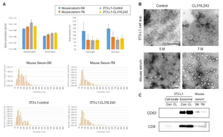 마우스 혈액을 순환하는 엑소좀 및 지방세포주 유래 엑소좀의 분리, 분석; (A) Nanoparticle Tracking Analysis (NTA)를 이용한 엑소좀의 분석. 마우스 혈청 및 3T3-L1 지방세포주에서 엑소좀을 분리하고 ExocopeTM (EXOSOME plus)을 통해 엑소좀의 분포 및 수량을 확인함 (B) 투과전자현미경 (transmission electron microscope, TEM)을 이용한 엑소좀 형태 및 분포 분석 (C) Western blot을 이용한 엑소좀의 정량 및 단백질 표지자 발현 확인. 엑소좀 특이적 단백질 표지자인 CD63과 CD9의 발현이 엑소좀 단백질에서만 특이적으로 발현되었음