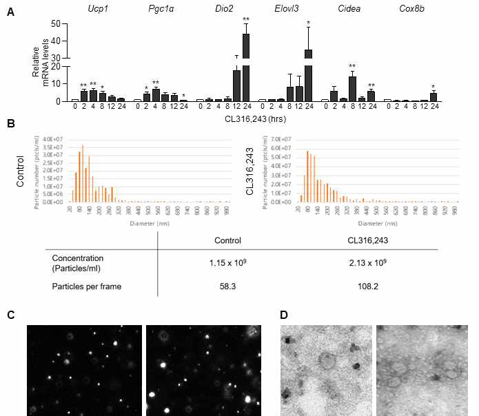 3T3-L1 세포주의 갈색화 유도 후 엑소좀의 정량 분석; 지방조직 갈색화 유도 물질로 알려진 β3 adrenergic agonist (CL316,243)를 투여한 후 갈색화 연관 표지자의 발현 정도를 분석하여 갈색화 유도 여부를 확인함. (A) Ucp1과 Pgc1α등 지방조직의 열발생과 관련된 중요인자들의 발현이 2-4시간 후 증가 되었음. (B, C) CL316,243 투여군에서 엑소좀의 발현이 다소 증가한 것을 NTA를 통해 관찰하였음. (D) TEM을 통한 엑소좀의 형태학적 분석
