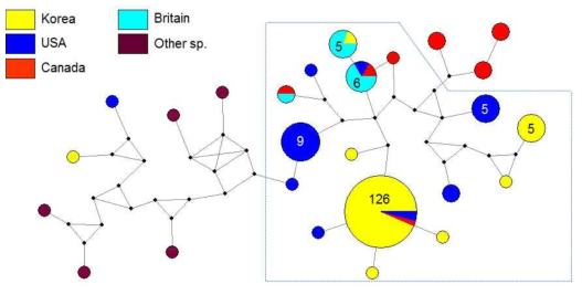 네트워크 프로그램을 활용한 DNA바코드 haplotype 변이 분석 예시