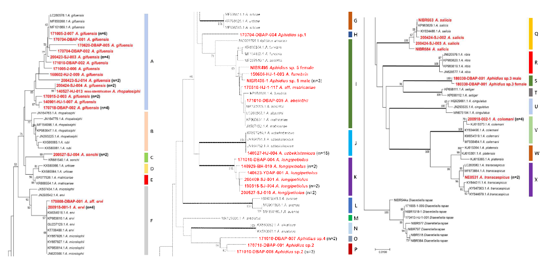 A-F. Neighbor-Joining tree of 28 Aphidius spp. (subfamily Aphidiinae) based on COI DNA barcode from South Korea. Diaeretiella rapae was used for an outgroup. Bold branches emphasize clades supported by 100% in bootstrap tests. Red and bold letters mean the Aphidius samples collected in this study and the number in parentheses duplicate ones of which sequences are identical. Although A. pleotrichophori is recorded species, there is no sequence data in GenBank