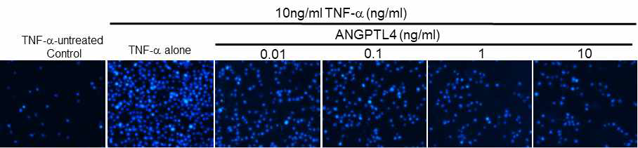 ANGPTL4가 혈관내피세포인 HUVEC와 염증세포인 monocyte의 부착에 미치는 영향