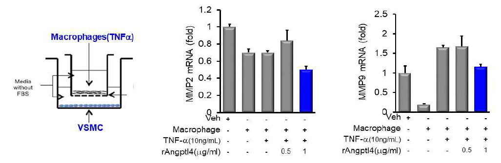 혈관 평활근세포와 염증성대식세포와 co-culture시 MMP2, MMP9에 대한 ANGPTL4의 역할