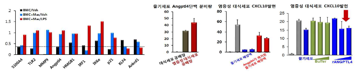 염증성 대식세포에 노출된 중간엽줄기세포의 유전자발현(좌) 및 Angptl4에 대한 대식세포의 항염 증성 작용(좌)