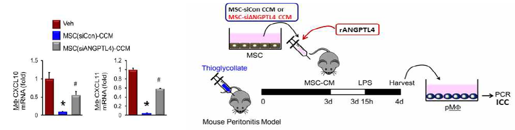 MSC-CCM 항염증 검증 및 Thioglycoollate 배지로 유도된 마우스복막염 모델