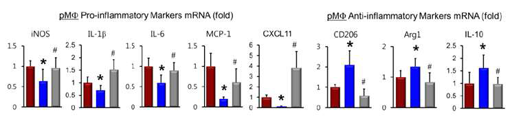 마우스복막염 모델에서 ANGPTL4가 복막 대식세포에서 mRNA level에서의 염증활성 억제 확인