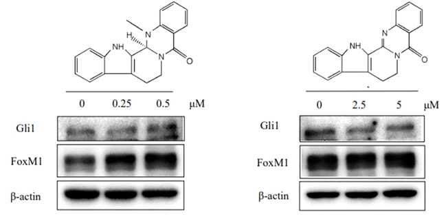 Effects of evodiamine and rutaecarpine on Gli-target proteins in PANC-1 human pancreatic cancer cells