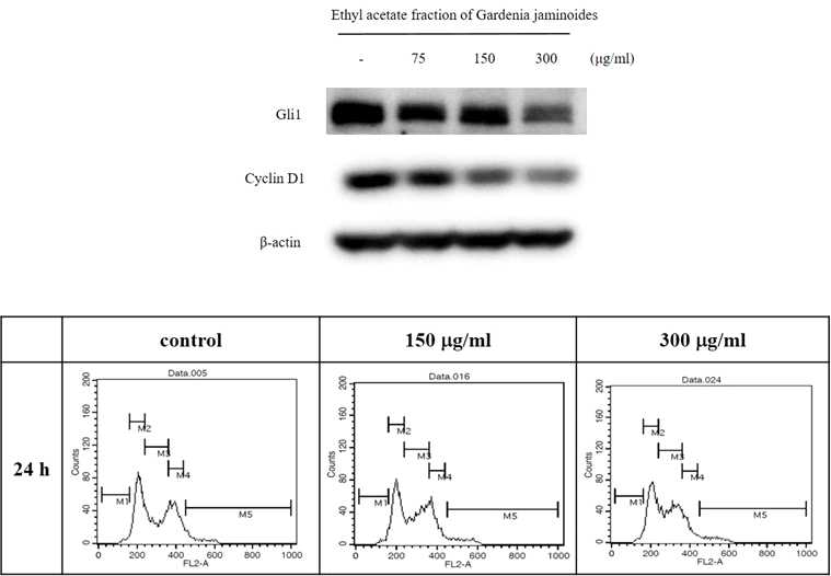 Effects of Ethyl acetate soluble layer of Gardenia jaminoides on Gli-target proteins and cell cycle distribution of PANC-1 human pancreatic cancer cells