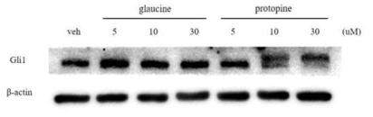 Effect of glaucine and protopine on Gli1 protein expression in PANC-1 human pancreatic cancer