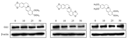 Effect of berberine, coptisine, and palmatine on Gli1 protein expression in PANC-1 human