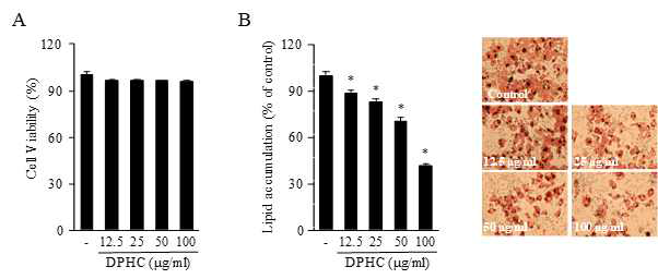 The effect of DPHC on cell viability of 3T3-L1 preadipocytes treated for 48 h (A). DPHC inhibits intracellular lipid accumulation in 3T3-L1 adipocytes (B)