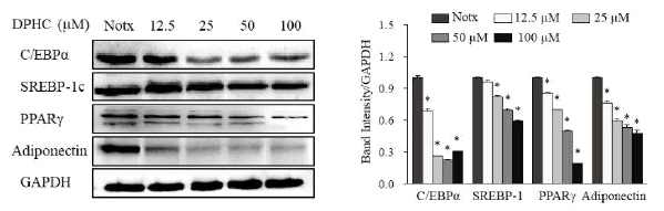 Effects of DPHC on the expression of adipogenic-specific protein levels in adipocytes