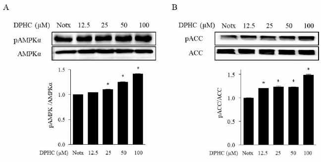 Effects of DPHC on the activation AMPK and ACC in adipocytes