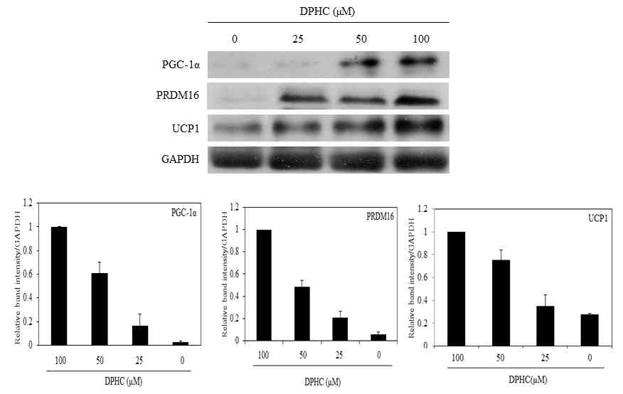 DPHC induces brown fat-like phenotype in 3T3-L1 adipocytes by up-regulating brown adipocyte-specific marker proteins
