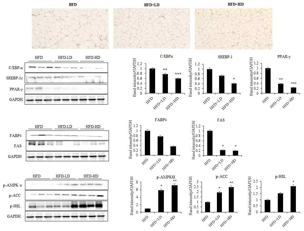 고지방 식이 유도 비만 동물모델에서 지방조직 크기와 adipogenesis, 지방산 산화 및 지방분해 관련 단백질 조절에 대한 DPHC의 효과