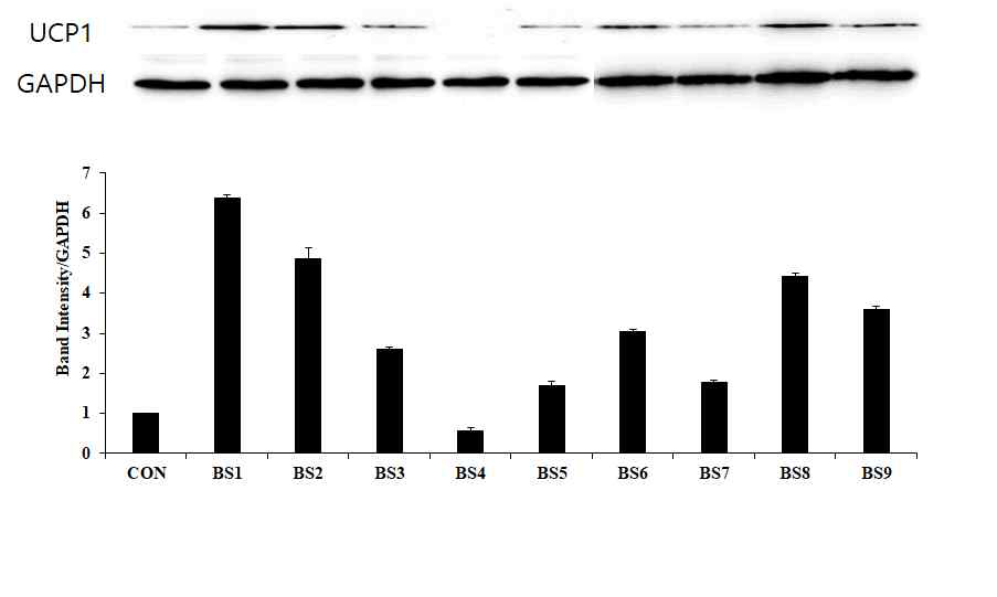 추출물의 UCP-1 단백질 발현량 평가