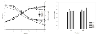 Effect of inoculum age on growth and lipid accumulation