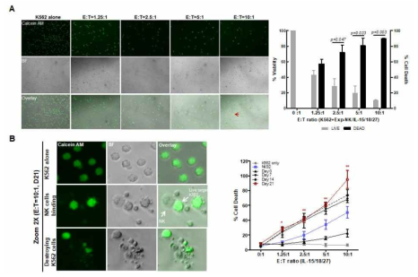 Calcein AM assay 를 통한 NK 세포의 세포독성정도 측정. A-B. K562 세포에 대한 NK 세포의 세포독성정도 측정 (Green: Calcein-AM 염색된 K562 세포)