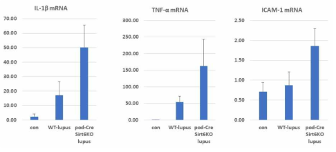 qRT-PCR data for ICAM-1, TNF-α, IL-1β mRNA expression in wild type and podocin-cre Sirt6 knock out mouse