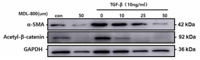 Western blot for α-SMA and acetyl-β-catenine in NRK49F cells after treatment of TGF-β with or without Sirt6 activator, MDL-800