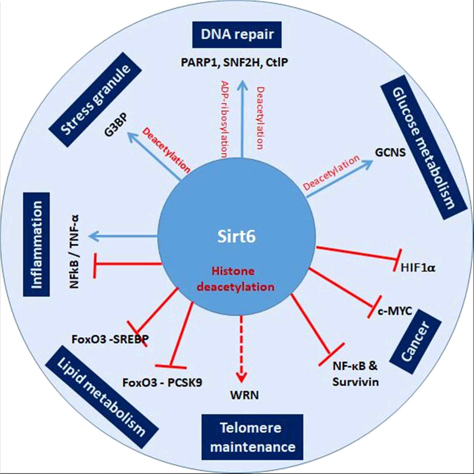 Sirt6 cellular functions and their impact on organismal biology and disease