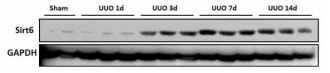 Western blot for Sirt6 after unilateral ureteral obstruction