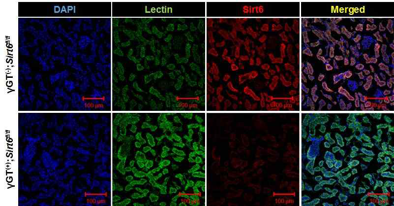 Immunofluorescence staining for Sirt6 and Lectin for γGT(-);Sirt6fl/fl and γ GT(+);Sirt6fl/fl mouse