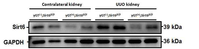 Representative Western blot for Sirt6 after UUO surgery from γ GT(-);Sirt6fl/fl and γGT(+);Sirt6fl/fl mouse