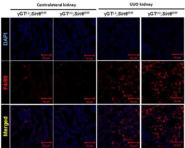 Confocal microscopic findings for F4/80 of UUO kidneys from γGT(-);Sirt6fl/fl and γGT(+);Sirt6fl/fl mouse