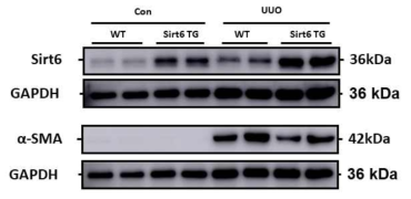 Western blot for Sirt6 and α-SMA in WT and Sirt6 TG mouse