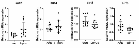 Quantitative PCR for Sirt2, 4, 5, 6 mRNA in lupus nephritis model