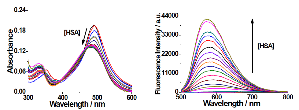 Absorption (left) and fluorescence emission spectra (right) of probe 1-SO3 - immediately after the addition of HSA at various concentrations (0-1333 mg/L) in PBS (100 mM, pH 7.4, 1% DMSO) at 25 ℃. Excited at 450 nm. [1-SO3-] = 10 μM